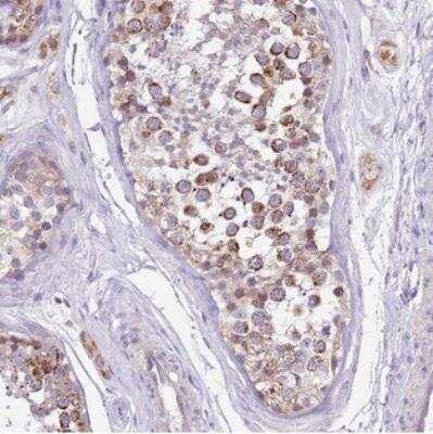 Immunohistochemistry: COX17 Antibody [NBP2-30980] - Staining of human testis shows strong cytoplasmic positivity in cells in seminiferus ducts.