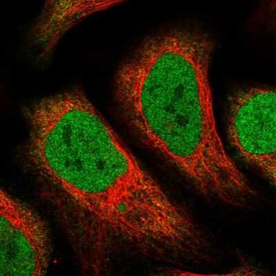 Immunocytochemistry/Immunofluorescence: COX3 Antibody [NBP1-88063] - Staining of human cell line U-2 OS shows localization to nucleoplasm. Antibody staining is shown in green.