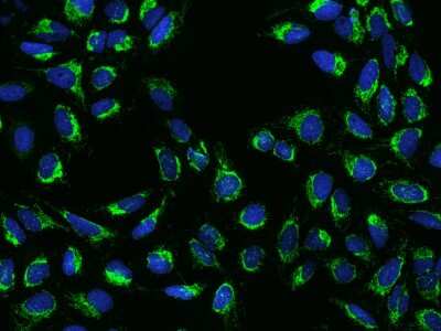 Immunocytochemistry/ Immunofluorescence COX3 Antibody - BSA Free