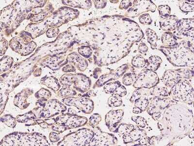 Immunohistochemistry-Paraffin: COX3 Antibody [NBP2-97594] - Staining of human COX3 in human placenta with rabbit polyclonal antibody at 1:200 dilution.