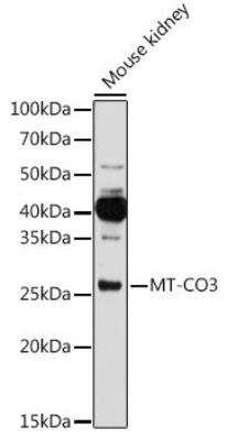 Western Blot COX3 Antibody - Azide and BSA Free