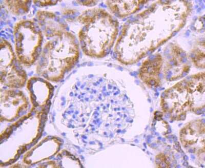 Immunohistochemistry-Paraffin: COX4 Antibody (JJ09-05) [NBP2-67889] - Analysis of paraffin-embedded human kidney tissue using anti-COX IV antibody. Counter stained with hematoxylin.