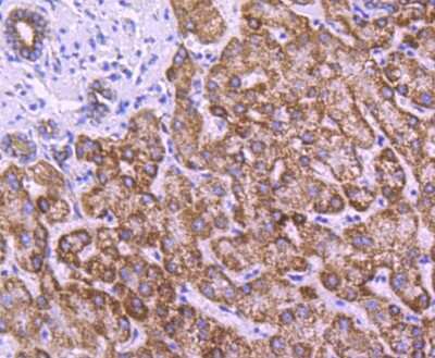 Immunohistochemistry-Paraffin: COX4 Antibody (JJ09-05) [NBP2-67889] - Analysis of paraffin-embedded human liver tissue using anti-COX IV antibody. Counter stained with hematoxylin.