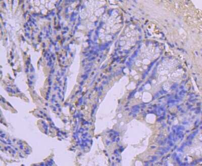Immunohistochemistry-Paraffin: COX4 Antibody (JJ09-05) [NBP2-67889] - Analysis of paraffin-embedded mouse colon tissue using anti-COX IV antibody. Counter stained with hematoxylin.