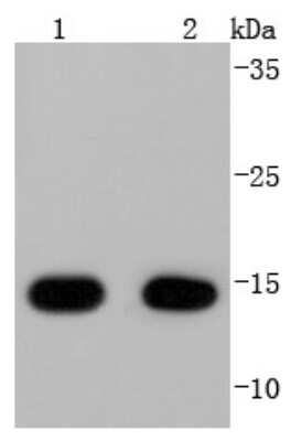 Western Blot: COX4 Antibody (JJ09-05) [NBP2-67889] - Analysis of COX IV on different lysates using anti-COX IV antibody at 1/1,000 dilution. Positive control: Lane 1: Mouse heart Lane 2: Rat heart