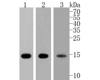 Western Blot: COX4 Antibody (JJ09-05) [NBP2-67889] - Western blot analysis of COX4 on different lysates. Proteins were transferred to a PVDF membrane and blocked with 5% BSA in PBS for 1 hour at room temperature. The primary antibody (1/500) was used in 5% BSA at room temperature for 2 hours. Goat Anti-Rabbit IgG - HRP Secondary Antibody (HA1001) at 1:5,000 dilution was used for 1 hour at room temperature. Positive control: Lane 1: mouse heart tissue lysate Lane 2: rat heart tissue lysate Lane 3: MCF-7 cell lysate