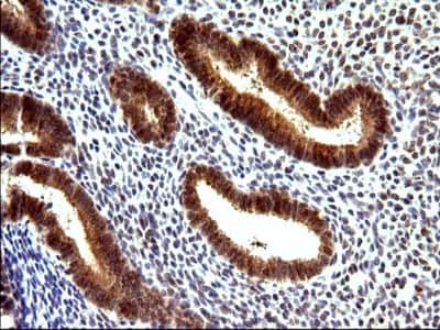 Immunohistochemistry: COX4NB Antibody (1D6) [NBP2-46343] - Analysis of Human endometrium tissue. (Heat-induced epitope retrieval by 10mM citric buffer, pH6.0, 120C for 3min)