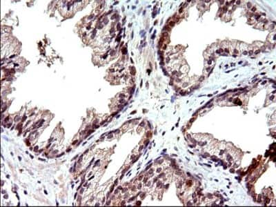 Immunohistochemistry: COX4NB Antibody (1D6) [NBP2-46343] - Analysis of Human prostate tissue. (Heat-induced epitope retrieval by 10mM citric buffer, pH6.0, 120C for 3min)