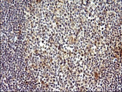 Immunohistochemistry: COX4NB Antibody (1D6) [NBP2-46343] - Analysis of Human lymph node tissue. (Heat-induced epitope retrieval by 10mM citric buffer, pH6.0, 120C for 3min)