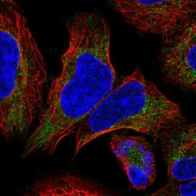 Immunocytochemistry/ Immunofluorescence COX4NB Antibody - BSA Free