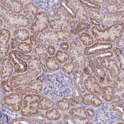 Immunohistochemistry-Paraffin: COX4NB Antibody [NBP2-13864] - Staining of human kidney shows strong cytoplasmic positivity in renal tubules.