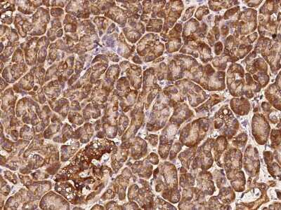 Immunohistochemistry-Paraffin: COX4NB Antibody [NBP3-00354] - Immunochemical staining of human COX4NB in human pancreas with rabbit polyclonal antibody (1:2000, formalin-fixed paraffin embedded sections).