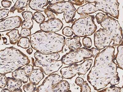 Immunohistochemistry-Paraffin: COX4NB Antibody [NBP3-00354] - Immunochemical staining of human COX4NB in human placenta with rabbit polyclonal antibody (1:2000, formalin-fixed paraffin embedded sections).