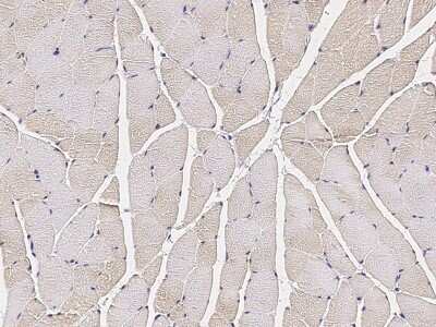Immunohistochemistry-Paraffin: COX4NB Antibody [NBP3-00354] - Immunochemical staining of human COX4NB in human skeletal muscle with rabbit polyclonal antibody (1:2000, formalin-fixed paraffin embedded sections).