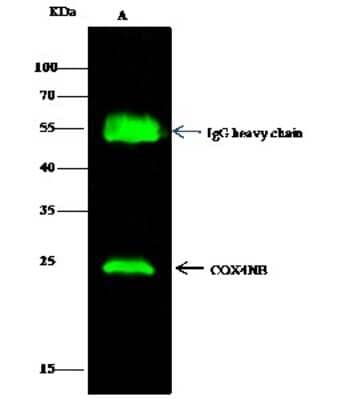 Immunoprecipitation: COX4NB Antibody [NBP3-00354] - COX4NB was immunoprecipitated using: Lane A: 0.5 mg Jurkat Whole Cell Lysate. 2 ul anti-COX4NB rabbit polyclonal antibody and 15 ul of 50 % Protein G agarose. Primary antibody: Anti-COX4NB rabbit polyclonal antibody, at 1:200 dilution. Secondary antibody: Dylight 800-labeled antibody to rabbit IgG (H+L), at 1:5000 dilution. Developed using the Odyssey technique. Performed under reducing conditions. Predicted band size: 24 kDa. Observed band size: 24 kDa