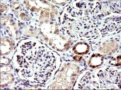 Immunohistochemistry: COX4NB Antibody (OTI1D6) - Azide and BSA Free [NBP2-71595] - Analysis of Human Kidney tissue. (Heat-induced epitope retrieval by 10mM citric buffer, pH6.0, 120C for 3min)