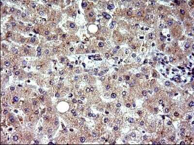 Immunohistochemistry: COX4NB Antibody (OTI1D6) - Azide and BSA Free [NBP2-71595] - Analysis of Human liver tissue. (Heat-induced epitope retrieval by 10mM citric buffer, pH6.0, 120C for 3min)
