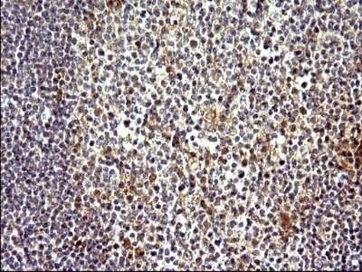 Immunohistochemistry: COX4NB Antibody (OTI1D6) - Azide and BSA Free [NBP2-71595] - Analysis of Human lymph node tissue. (Heat-induced epitope retrieval by 10mM citric buffer, pH6.0, 120C for 3min)