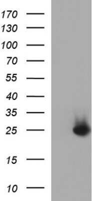 Western Blot: COX4NB Antibody (OTI1D6) - Azide and BSA Free [NBP2-71595] - Analysis of HEK293T cells were transfected with the pCMV6-ENTRY control (Left lane) or pCMV6-ENTRY COX4NB.