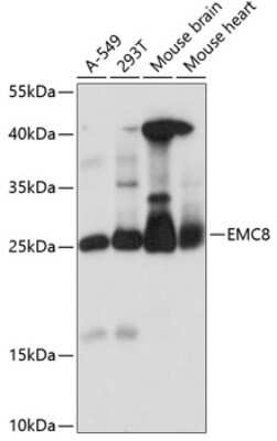 Western Blot: COX4NB Antibody [NBP2-92187] - Analysis of extracts of various cell lines, using COX4NB at 1:1000 dilution.Secondary antibody: HRP Goat Anti-Rabbit IgG (H+L) at 1:10000 dilution.Lysates/proteins: 25ug per lane.Blocking buffer: 3% nonfat dry milk in TBST.Detection: ECL Basic Kit .Exposure time: 10s.