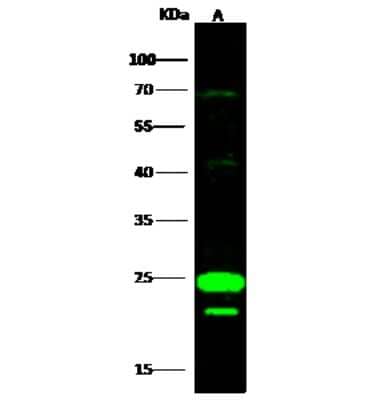 Western Blot COX4NB Antibody - Azide and BSA Free