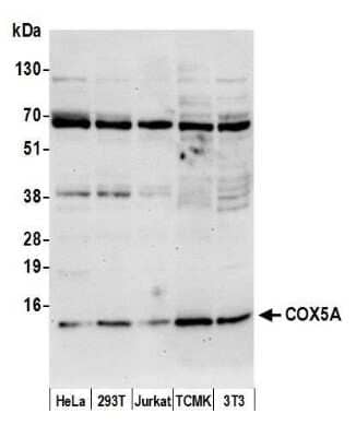 Western Blot: COX5A Antibody [NBP2-59093] - Detection of human and mouse COX5A by western blot. Samples: Whole cell lysate (15 ug) from HeLa, 293T, Jurkat, mouse TCMK-1, and mouse NIH3T3 cells prepared using NETN lysis buffer. Antibody: Affinity purified rabbit anti-COX5A antibody NBP2-59093 used for WB at 1:1000. Detection: Chemiluminescence with an exposure time of 30 seconds.Previous