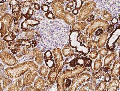 Immunohistochemistry-Paraffin: COX5b Antibody (029) [NBP2-90313] -  Staining of human COX5B in human kidney with rabbit monoclonal antibody (1:200).