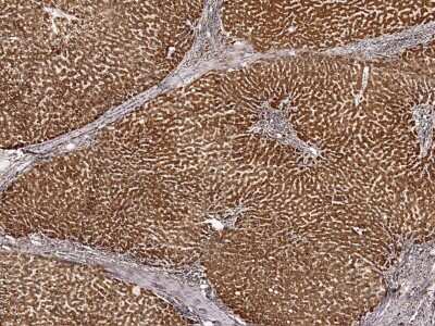 Immunohistochemistry-Paraffin: COX5b Antibody [NBP2-97091] - Immunochemical staining of human COX5b in human kidney with rabbit polyclonal antibody (1:2000, formalin-fixed paraffin embedded sections).