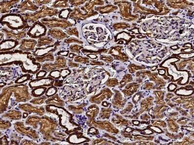 Immunohistochemistry-Paraffin: COX5b Antibody [NBP2-97091] - Immunochemical staining of human COX5b in human liver with rabbit polyclonal antibody (1:2000, formalin-fixed paraffin embedded sections).