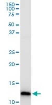 Western Blot: COX5b Antibody [H00001329-B01P] - Analysis of COX5B expression in HepG2.