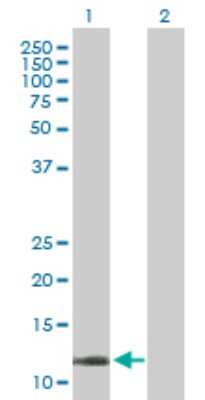 Western Blot: COX5b Antibody [H00001329-B01P] - Analysis of COX5B expression in transfected 293T cell line by COX5B polyclonal antibody.  Lane1:COX5B transfected lysate(14.19 KDa). Lane2:Non-transfected lysate.