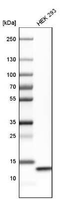 Western Blot: COX5b Antibody [NBP1-89499] - Analysis in human cell line HEK 293.