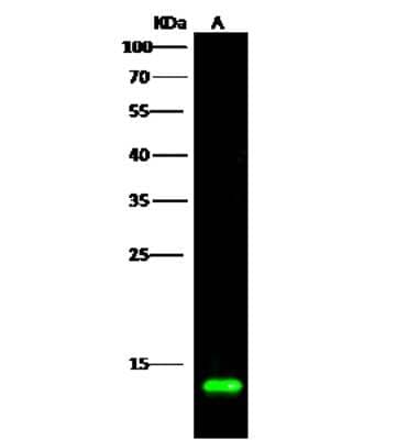 Western Blot COX5b Antibody