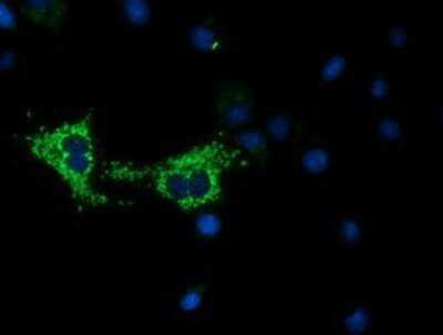 Immunocytochemistry/Immunofluorescence: COX6A1 Antibody (4G2) [NBP2-02781] Staining of COS7 cells transiently transfected by pCMV6-ENTRY COX6A1.