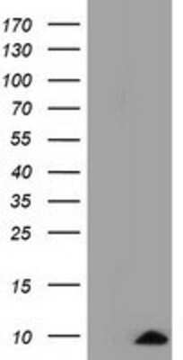Western Blot: COX6A1 Antibody (4G2) [NBP2-02781] - HEK293T cells were transfected with the pCMV6-ENTRY control (Left lane) or pCMV6-ENTRY COX6A1 (Right lane) cDNA for 48 hrs and lysed. Equivalent amounts of cell lysates (5 ug per lane) were separated by SDS-PAGE and immunoblotted with anti-COX6A1.