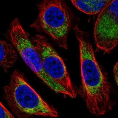 Immunocytochemistry/Immunofluorescence: COX6A1 Antibody [NBP2-46865] - Staining of human cell line PC-3 shows localization to mitochondria.