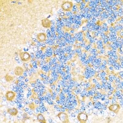 Immunohistochemistry-Paraffin: COX6A1 Antibody [NBP2-92889] - Rat cerebellum using COX6A1 antibody at dilution of 1:100 (40x lens).