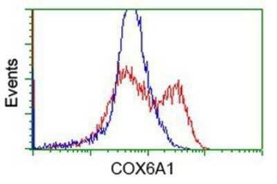 Flow Cytometry: COX6A1 Antibody (OTI4G2) - Azide and BSA Free [NBP2-70427] - HEK293T cells transfected with either overexpression plasmid (Red) or empty vector control plasmid (Blue) were immunostaining by anti-COX6A1 antibody, and then analyzed by flow cytometry.