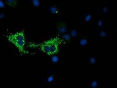 Immunocytochemistry/Immunofluorescence: COX6A1 Antibody (OTI4G2) - Azide and BSA Free [NBP2-70427] - Staining of COS7 cells transiently transfected by pCMV6-ENTRY COX6A1.