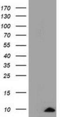 Western Blot COX6A1 Antibody (OTI4G2) - Azide and BSA Free
