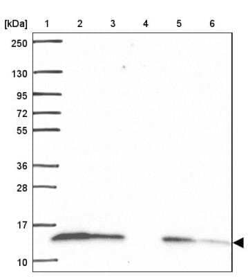 Western Blot COX6A1 Antibody - BSA Free