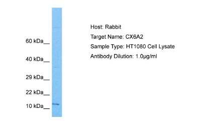 Western Blot COX6A2 Antibody - BSA Free