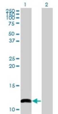 Western Blot: COX6B1 Antibody (2D3) [H00001340-M02] - Analysis of COX6B1 expression in transfected 293T cell line by COX6B1 monoclonal antibody (M02), clone 2D3.Lane 1: COX6B1 transfected lysate(10.2 KDa).Lane 2: Non-transfected lysate.