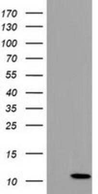 Flow Cytometry: COX6B2 Antibody (OTI1F5) - Azide and BSA Free [NBP2-72379] - HEK293T cells were transfected with the pCMV6-ENTRY control (Left lane) or pCMV6-ENTRY COX6B2 (Right lane) cDNA for 48 hrs and lysed. Equivalent amounts of cell lysates (5 ug per lane) were separated by SDS-PAGE and immunoblotted with anti-COX6B2.