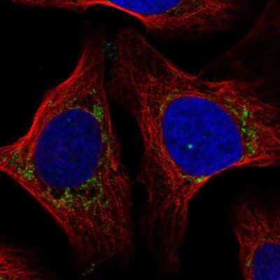 Immunocytochemistry/Immunofluorescence: COX7A2L Antibody [NBP2-56202] - Staining of human cell line U-2 OS shows localization to mitochondria.
