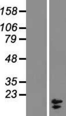 Western Blot: COX7A2L Overexpression Lysate (Adult Normal) [NBL1-09419] Left-Empty vector transfected control cell lysate (HEK293 cell lysate); Right -Over-expression Lysate for COX7A2L.
