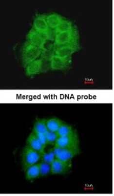 Immunocytochemistry/ Immunofluorescence COX7B2 Antibody - BSA Free