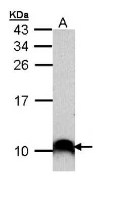 Western Blot COX7B2 Antibody - BSA Free