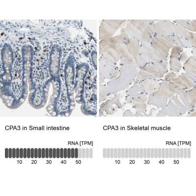 Immunohistochemistry-Paraffin: CPA3 Antibody [NBP1-86130] - Analysis in human small intestine and skeletal muscle tissues. Corresponding CPA3 RNA-seq data are presented for the same tissues.