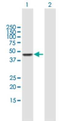 Western Blot: CPA3 Antibody [H00001359-B01P] - Analysis of CPA3 expression in transfected 293T cell line by CPA3 polyclonal antibody.  Lane 1: CPA3 transfected lysate(45.87 KDa). Lane 2: Non-transfected lysate.